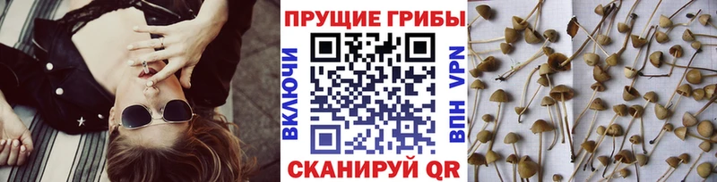 OMG tor  Артём  Галлюциногенные грибы Psilocybine cubensis  где купить наркотик 